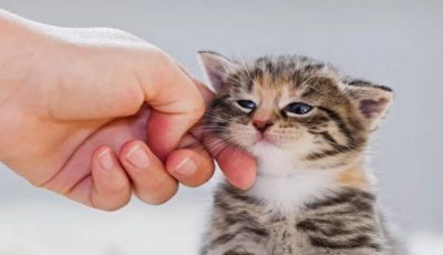 القطط قد تدمر الحيوانات المنوية وتقلل من خصوبة الرجال