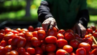 الطماطم المكسيكية أحدث ضحايا تعريفات ترامب.. 17% رسوماً جديدة