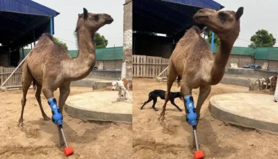 بالصور.. جمل يستعيد قدرته على المشي بفضل طرف صناعي