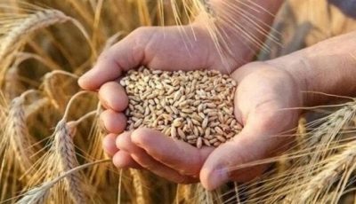 سعر طن الأرز الشعير اليوم الاثنين 25 أغسطس 2025: تحديث شامل ومفصل