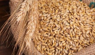 [سعر الأرز الشعير اليوم الأربعاء 27 أغسطس 2025: الطن كم يكلف؟]