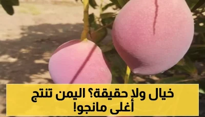 يصل سعرها عالميا إلى 1000 دولار للكيلو: مزارعون يمنيون يحتفلون بنجاح زراعة فاكهة المانجو النادرة “بيض الشمس” في تهامة!