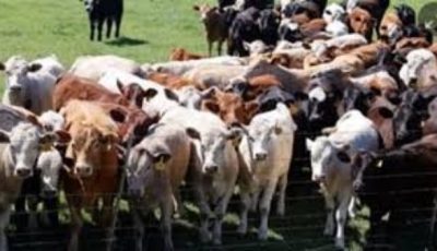 الزراعة تنفي تصفية سلالات الجيرسي وتؤكد دعم الإنتاج الحيواني