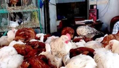 أسعار الدواجن في أسواق أسوان اليوم الأحد 23-11-2025