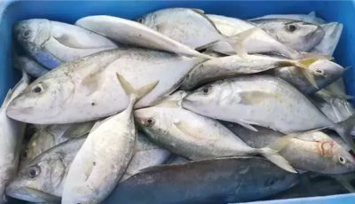 أسعار السمك اليوم الاثنين 24-11-2025