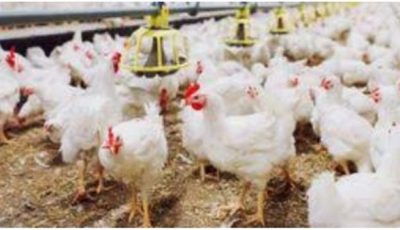 أسعار الدواجن والبيض بأسواق الوادي الجديد