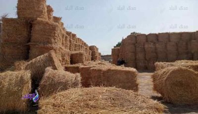 جمع 2.6 مليون طن من قش الأرز