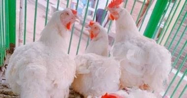 الفراخ البيضاء بـ90 جنيها.. أسعار الدواجن بكفر الشيخ الاثنين 2 فبراير 2026