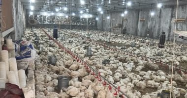 الفراخ بكام؟.. أسعار الدواجن فى المحلات بالغربية الثلاثاء 3 فبراير 2026