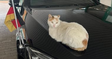 قطة على سيارة السفير تبرز التعاون المصرى الألمانى فى صناعة السيارات