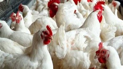 أسعار الفراخ اليوم الأربعاء 4 فبراير 2026.. تذبذب مستمر بين المزارع والأسواق