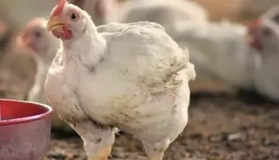 بورصة الدواجن الآن.. أسعار الفراخ البيضاء اليوم الجمعة 15-5-2026 بالأسواق (الكيلو بكام؟)