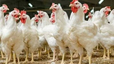 بورصة الدواجن اليوم.. أسعار الفراخ البيضاء الثلاثاء 12 مايو 2026