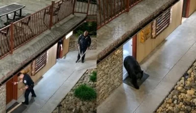 «ضيف ثقيل» في غاتلنبرغ.. دب أسود يحبس نفسه داخل حمام فندق! – أخبار السعودية