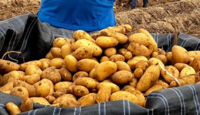 البطاطس المصرية تدخل نادي العشرة الكبار.. وشعبة الخضروات: محصول لا مثيل له في العالم|خاص