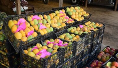 أسعار المانجو اليوم، ارتفاع يضرب 6 أنواع بعد “زيادة الطلب” والبلدي تبدأ من 15 جنيها