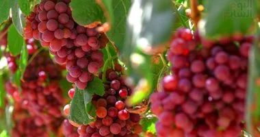 ما مدى تأثير العنب على مستوى سكر الدم؟.. والكميات الآمنة والممنوعون منه