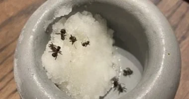 طاهٍ مشهور يواجه تهمة السجن بسبب رشه النمل على الحلوى.. صور