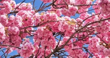 5 نباتات جميلة لكنها قد تضر منزلك.. احذر زراعتها بالقرب من البيت