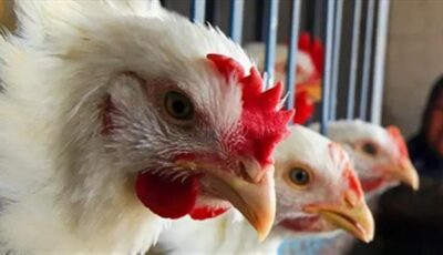 هبوط مفاجئ في سعر الفراخ البيضاء اليوم السبت 18-7-2026 ببورصة الدواجن وللمستهلك