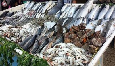 أسعار السمك اليوم، البلطي “رايح جاي” والجمبري الوسط يقفز إلى 525 جنيها