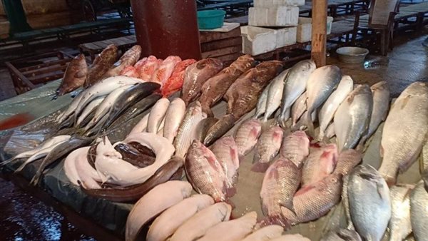 أسعار السمك اليوم، ارتفاع البلطي والجمبري يلامس الألف جنيه وانخفاض الكابوريا 10 جنيهات