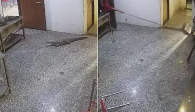 تمساح يقتحم نُزُلاً للطلاب في الهند