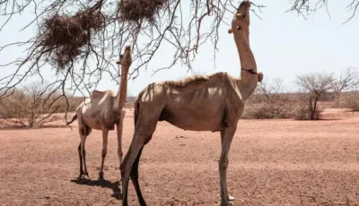 الحر والجفاف يهدّدان سفينة الصحراء
