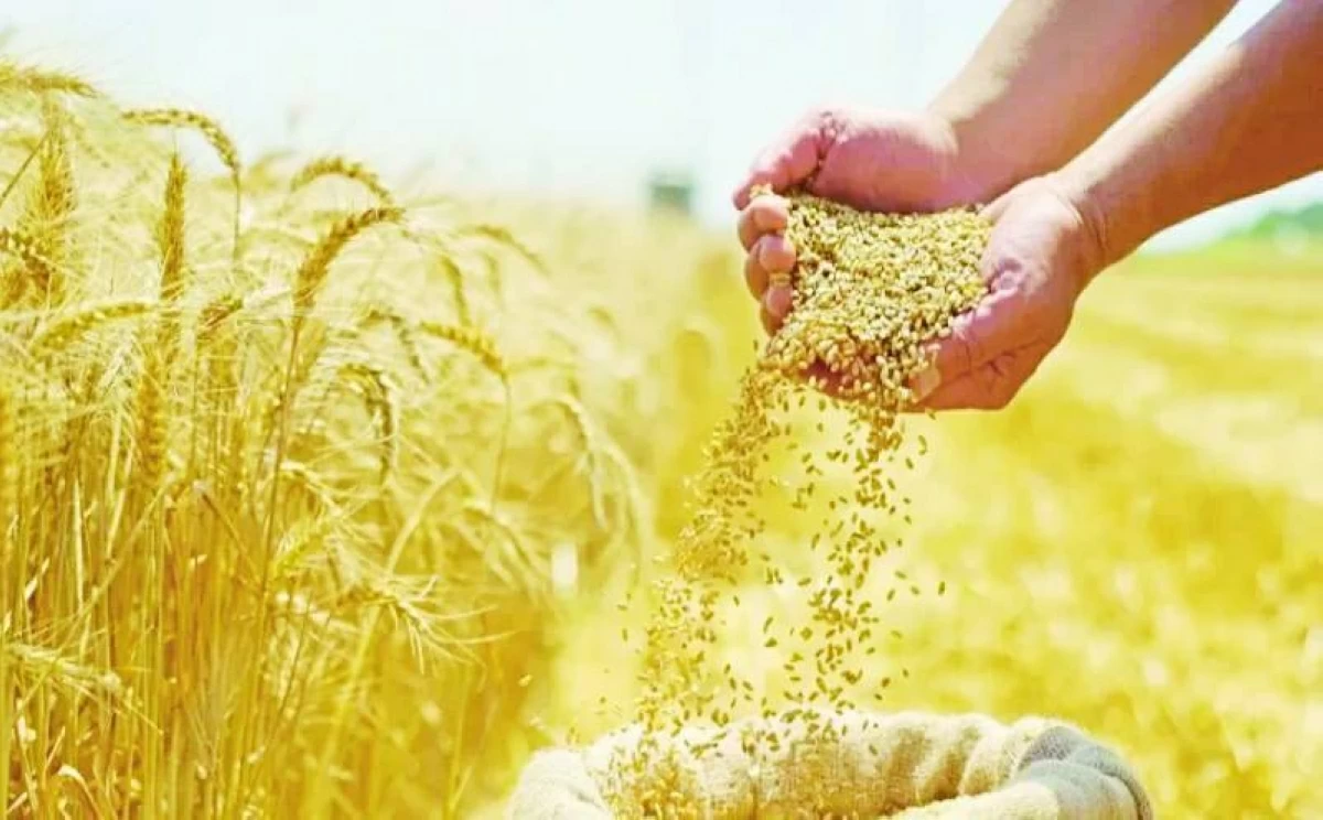 مكمل غذائي مصري مستخلص من القمح لعلاج السمنة