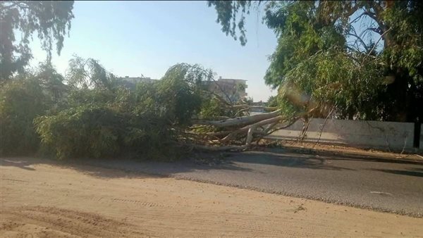 سقوط شجرة يعطل المرور بطريق “الإسماعيلية