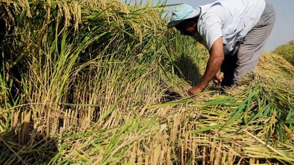 إحالة 34 مدير جمعية زراعية بالفيوم للنيابة الإدارية بسبب مخالفات زراعة الأرز