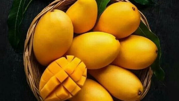 معهد التغذية يحذر من الإفراط في تناول المانجو: 4 أعراض تظهر فجأة وفي أي مرحلة عمرية