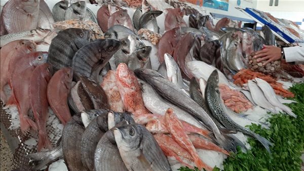 أسعار السمك اليوم، هزة تضرب البلطي وارتفاع المكرونة والبوري 10 جنيهات وقفزة في الجمبري