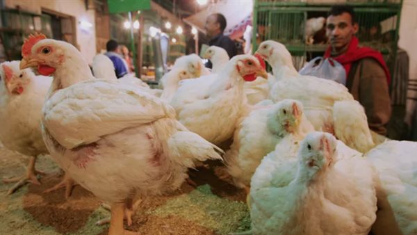 انخفاض جديد في أسعار الفراخ اليوم الأربعاء، تعرف على سعر البيضاء والبلدي