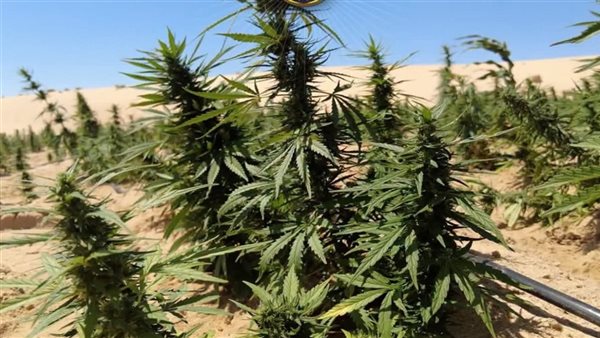 ضربة أمنية جديدة لتجار المخدرات، ضبط 2.5 طن هيدرو بـ1.4 مليار جنيه داخل مزرعتين بالإسماعيلية