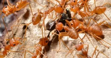 قبل استخدام المبيدات.. 9 خطوات عملية لتخليص بيتك من النمل نهائيًا