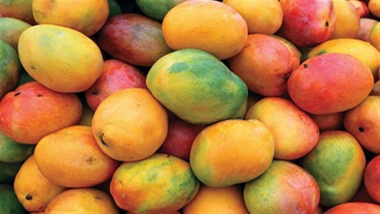أسعار المانجو اليوم السبت 1-8-2026 في سوق العبور