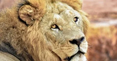 اليوم العالمى للأسد 10 أغسطس للتوعية بخطر تراجع أعداده