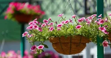 5 طرق للحفاظ على النباتات المعلقة من الجفاف فى الصيف