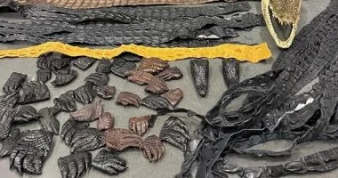 صينى يفاجئ سلطات مطار موسكو.. ضبط 64 جزءًا من تمساح داخل أمتعته