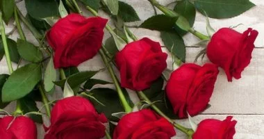 إزاى تحافظى على الورد الطبيعى لأطول فترة ممكنة؟.. حيل منزلية هتساعدك