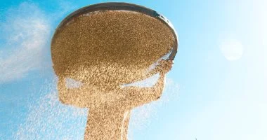 ذهب أبيض في الغيطان.. حصاد السمسم البلدي في حقول الجيزة