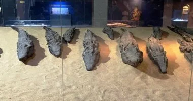 لا يعرفه الكثيرون.. متحف التمساح أكبر مكان متخصص لحيوان واحد حول العالم