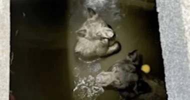 عملية إنقاذ غير عادية فى كاليفورنيا.. انتشال دب وشبلين عالقين داخل خزان