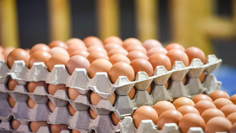 أسعار كرتونة البيض في المزارع والأسواق اليوم الأربعاء 5-8-2026.. تحديث جديد