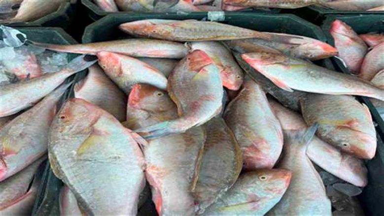 أسعار الأسماك في سوق العبور اليوم الخميس 20-8-2026.. اعرف آخر تحديث