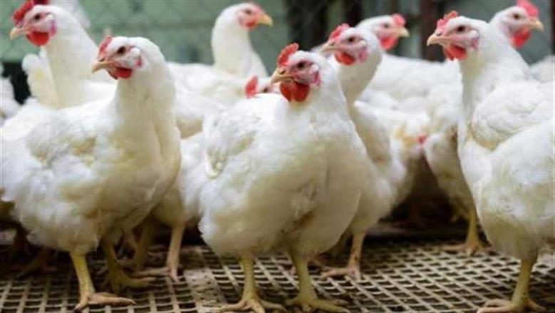 سعر الفراخ البيضاء والساسو والبيض اليوم.. تحديث جديد للمستهلك