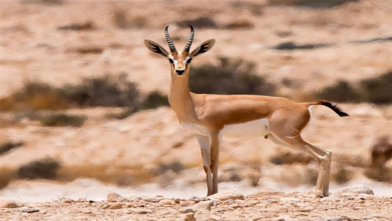 تنوع بيولوجى فريد.. محمية «وادي الجمال» تبرز أهمية الحياة البرية في دعم السياحة البيئية