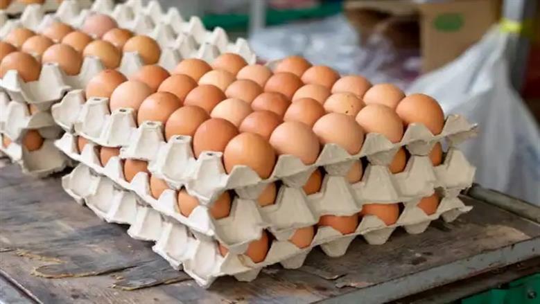 سعر كرتونة البيض في بورصة الدواجن والأسواق اليوم الاثنين 10-8-2026