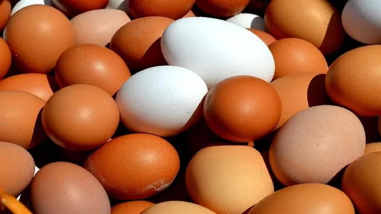 سعر كرتونة البيض في بورصة الدواجن والأسواق اليوم السبت 8-8-2026